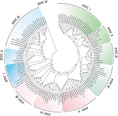 Genome-Wide Identification and Analysis of the Phosphoenolpyruvate Carboxylase Gene Family in Suaeda aralocaspica, an Annual Halophyte With Single-Cellular C4 Anatomy